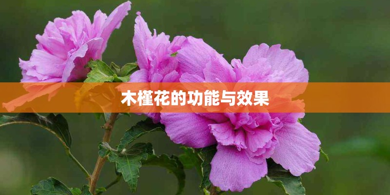 木槿花的功能与效果