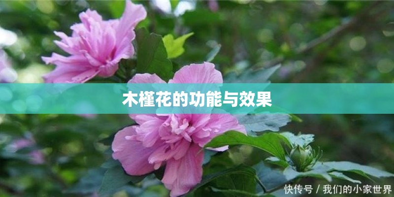 木槿花的功能与效果