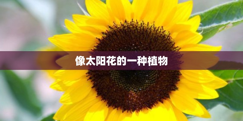 像太阳花的一种植物