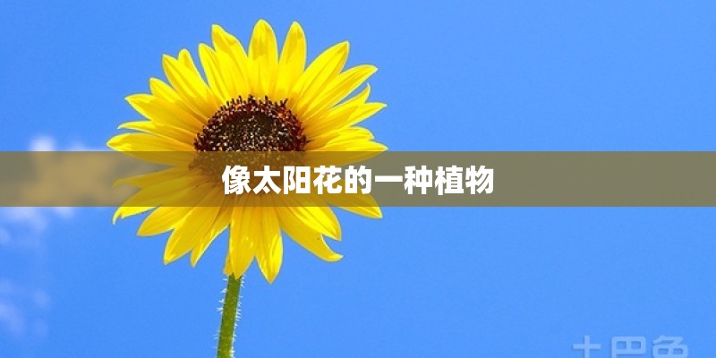 像太阳花的一种植物
