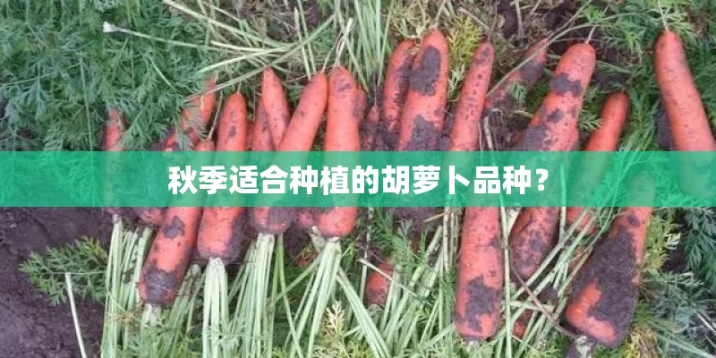 秋季适合种植的胡萝卜品种? 秋季适合种植的胡萝卜品种?