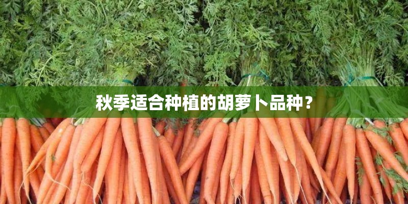 秋季适合种植的胡萝卜品种? 秋季适合种植的胡萝卜品种?