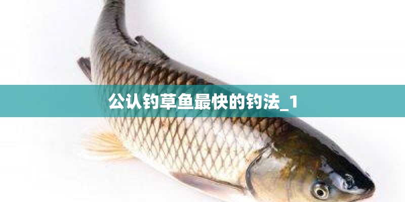 公认钓草鱼最快的钓法_1