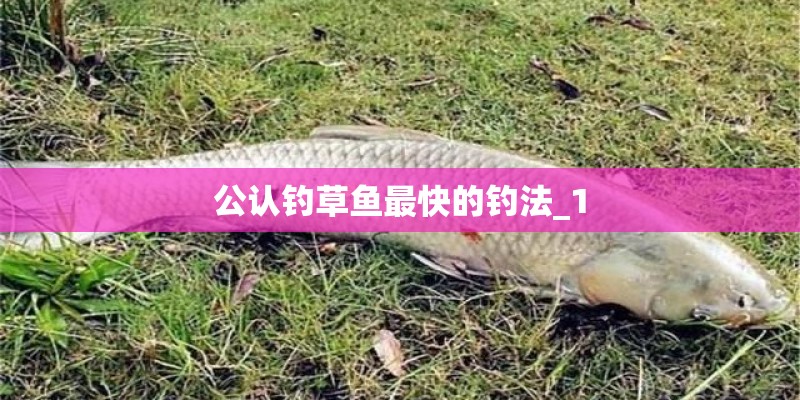公认钓草鱼最快的钓法_1