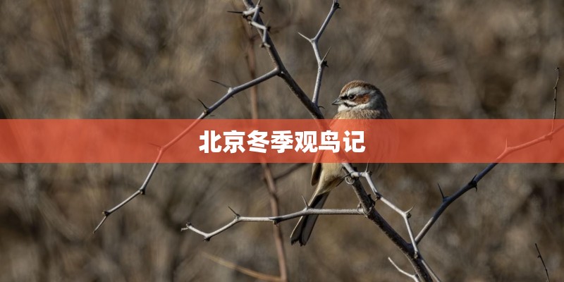 北京冬季观鸟记