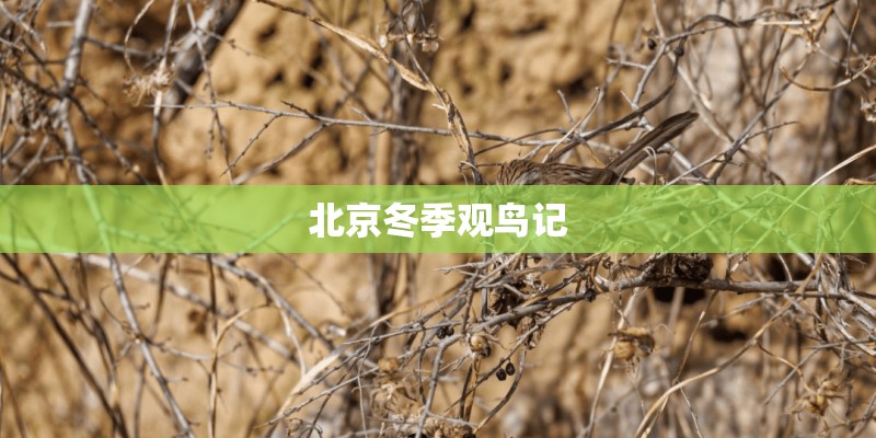 北京冬季观鸟记