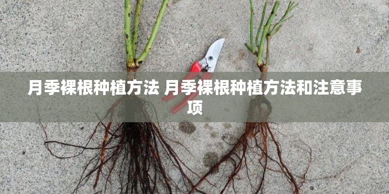 月季裸根种植方法 月季裸根种植方法和注意事项