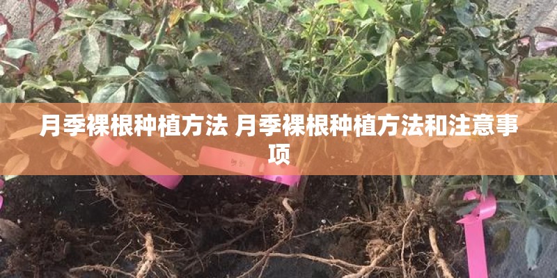 月季裸根种植方法 月季裸根种植方法和注意事项
