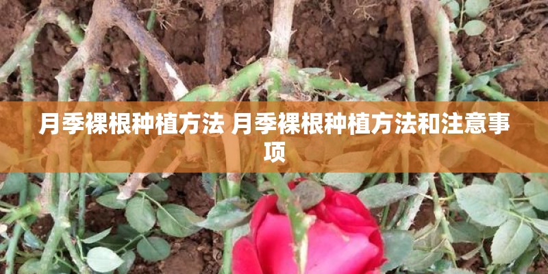 月季裸根种植方法 月季裸根种植方法和注意事项