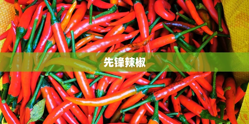 幼儿园大班《种植》教案