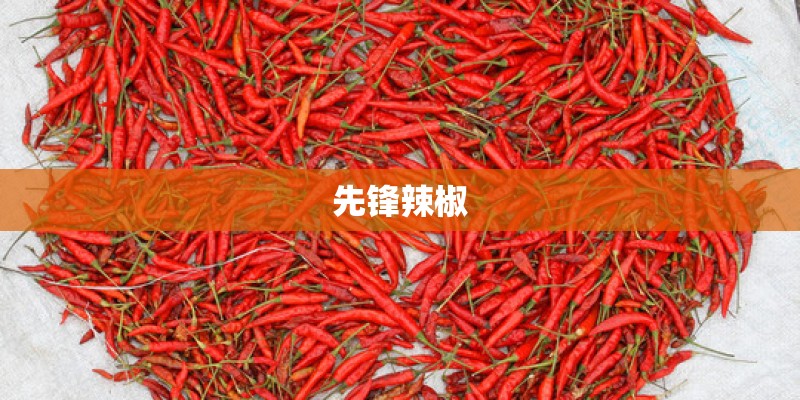 先锋辣椒