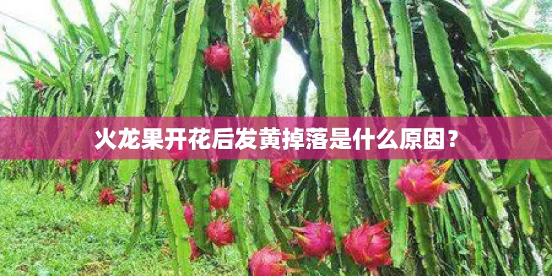 火龙果开花后发黄掉落是什么原因？