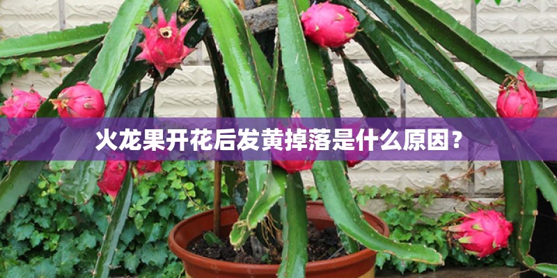 火龙果开花后发黄掉落是什么原因？