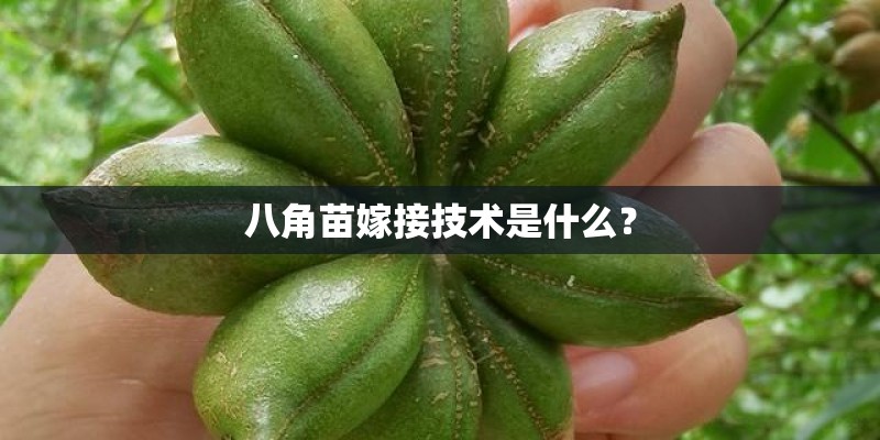 八角苗嫁接技术是什么？