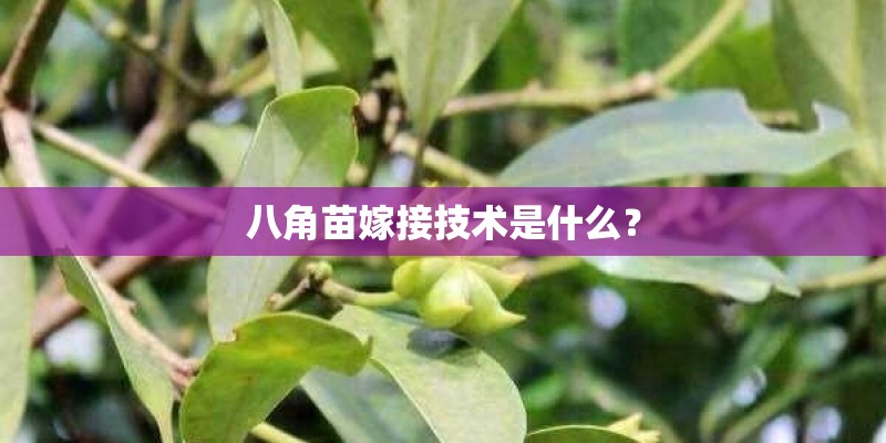 八角苗嫁接技术是什么？