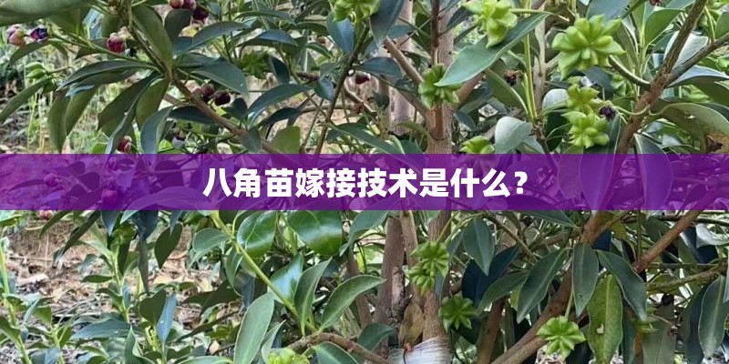八角苗嫁接技术是什么？