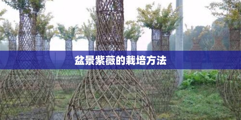 八角苗嫁接技术是什么？