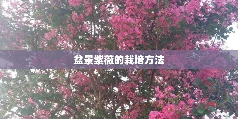 盆景紫薇的栽培方法