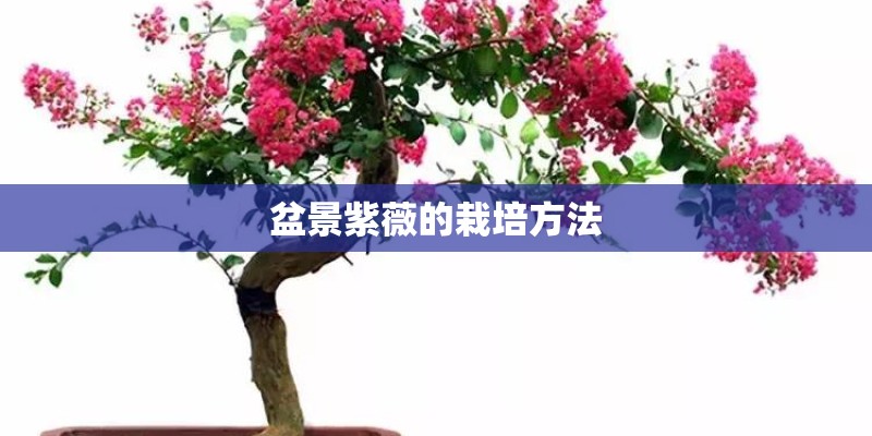 盆景紫薇的栽培方法