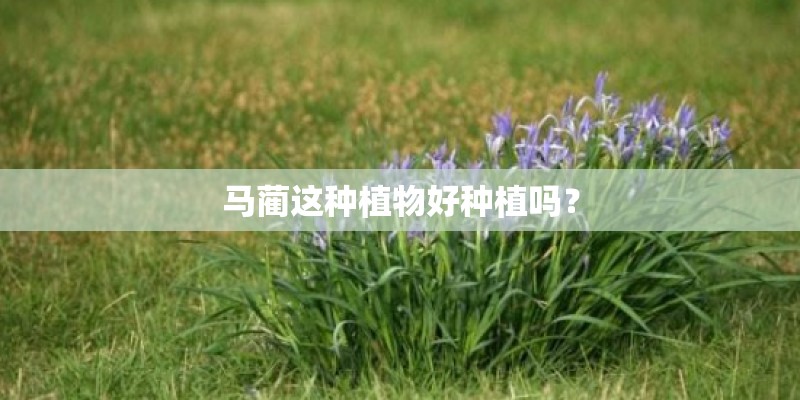 马蔺这种植物好种植吗？