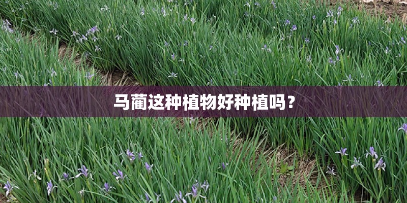 马蔺这种植物好种植吗？