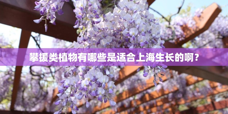攀援类植物有哪些是适合上海生长的啊？