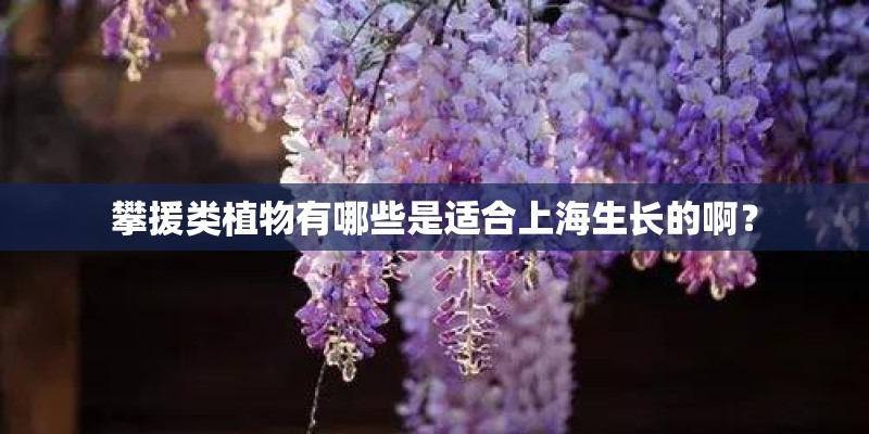 攀援类植物有哪些是适合上海生长的啊？