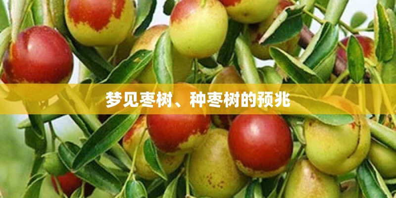 梦见枣树、种枣树的预兆