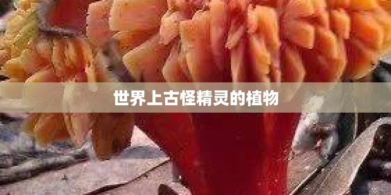 大众T7 Multivan海外开售 起售价约36.6万元