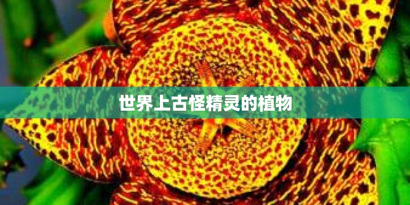 世界上古怪精灵的植物