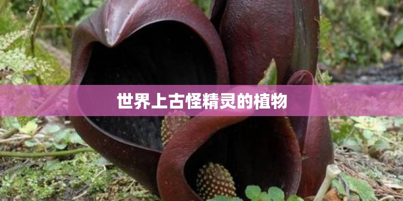 世界上古怪精灵的植物