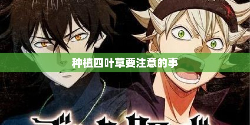 种植四叶草要注意的事