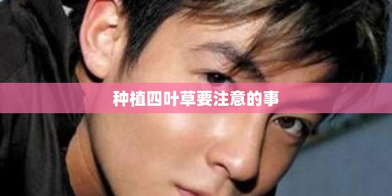 种植四叶草要注意的事