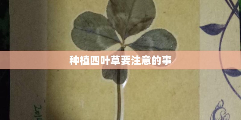 种植四叶草要注意的事