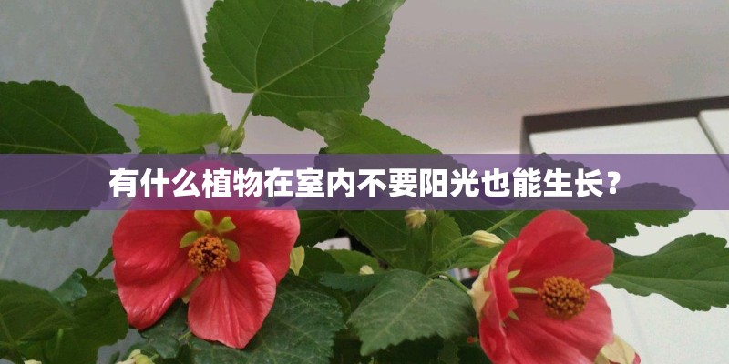 有什么植物在室内不要阳光也能生长？