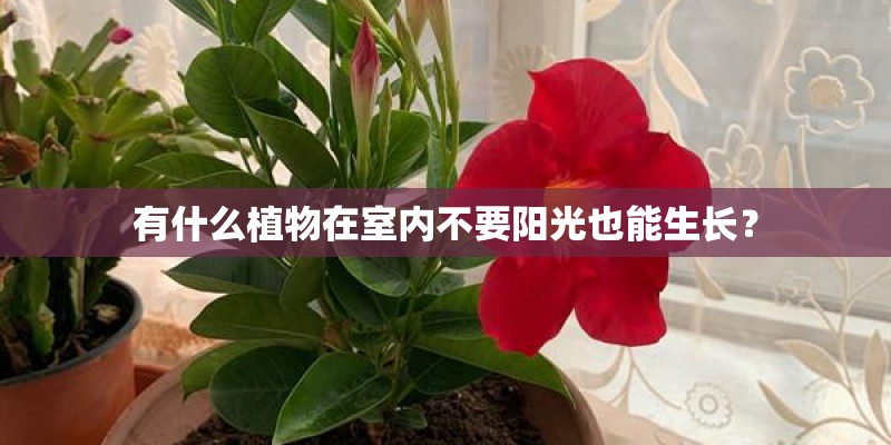 有什么植物在室内不要阳光也能生长？