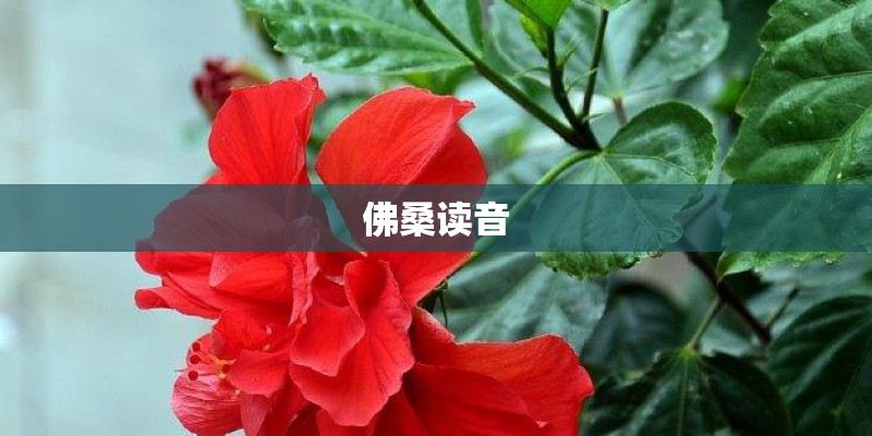 佛桑读音