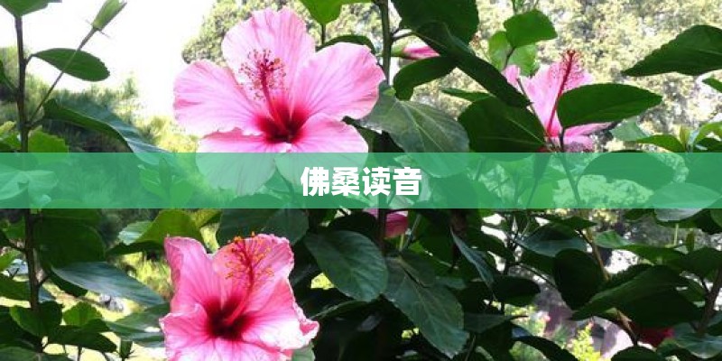 佛桑读音