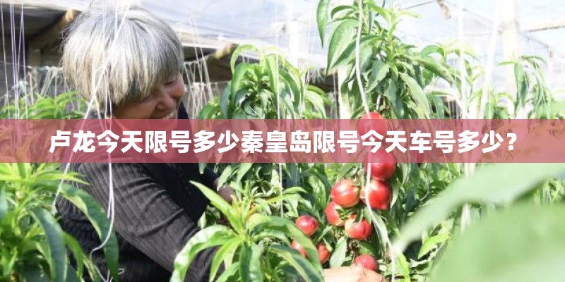 卢龙今天限号多少秦皇岛限号今天车号多少? 卢龙今天限号多少秦皇岛限号今天车号多少?