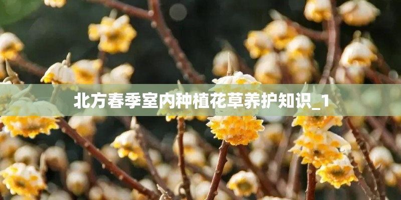 北方春季室内种植花草养护知识_1