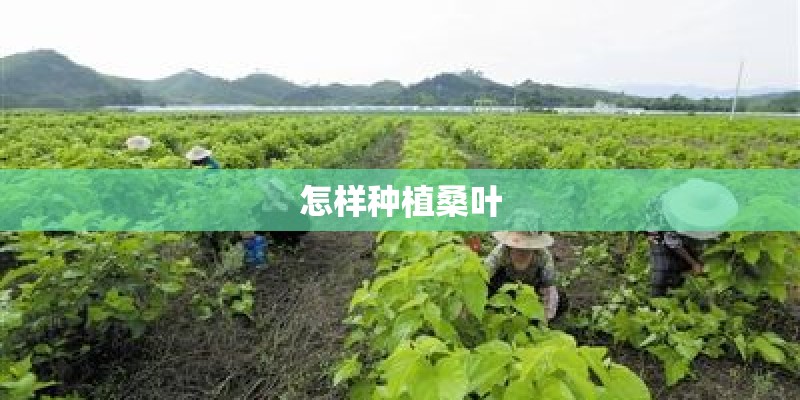 怎样种植桑叶