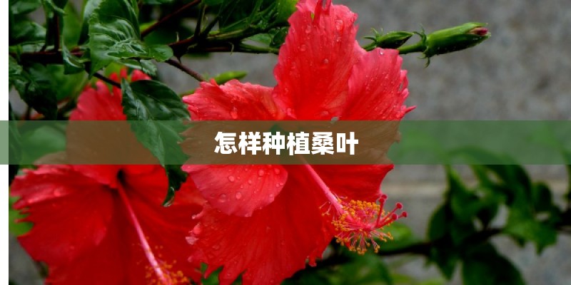怎样种植桑叶