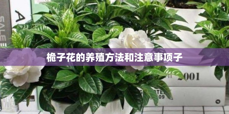 桅子花的养殖方法和注意事项子