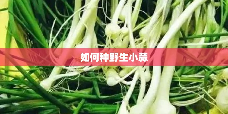如何种野生小蒜