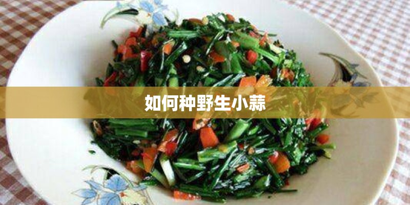 如何种野生小蒜