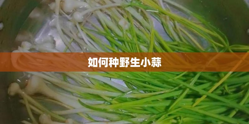 如何种野生小蒜