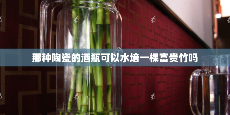 那种陶瓷的酒瓶可以水培一棵富贵竹吗
