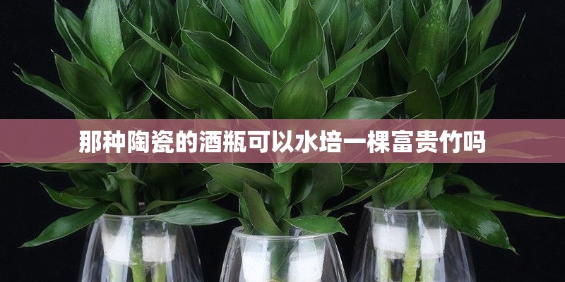 那种陶瓷的酒瓶可以水培一棵富贵竹吗