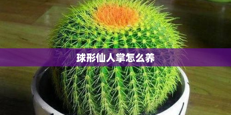 球形仙人掌怎么养