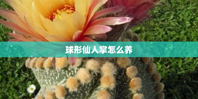 球形仙人掌怎么养